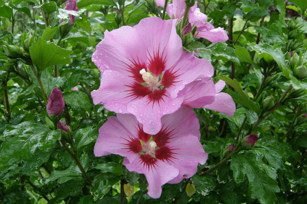 Hibiskus pflanzen Standort, Zeitpunkt & Plantura