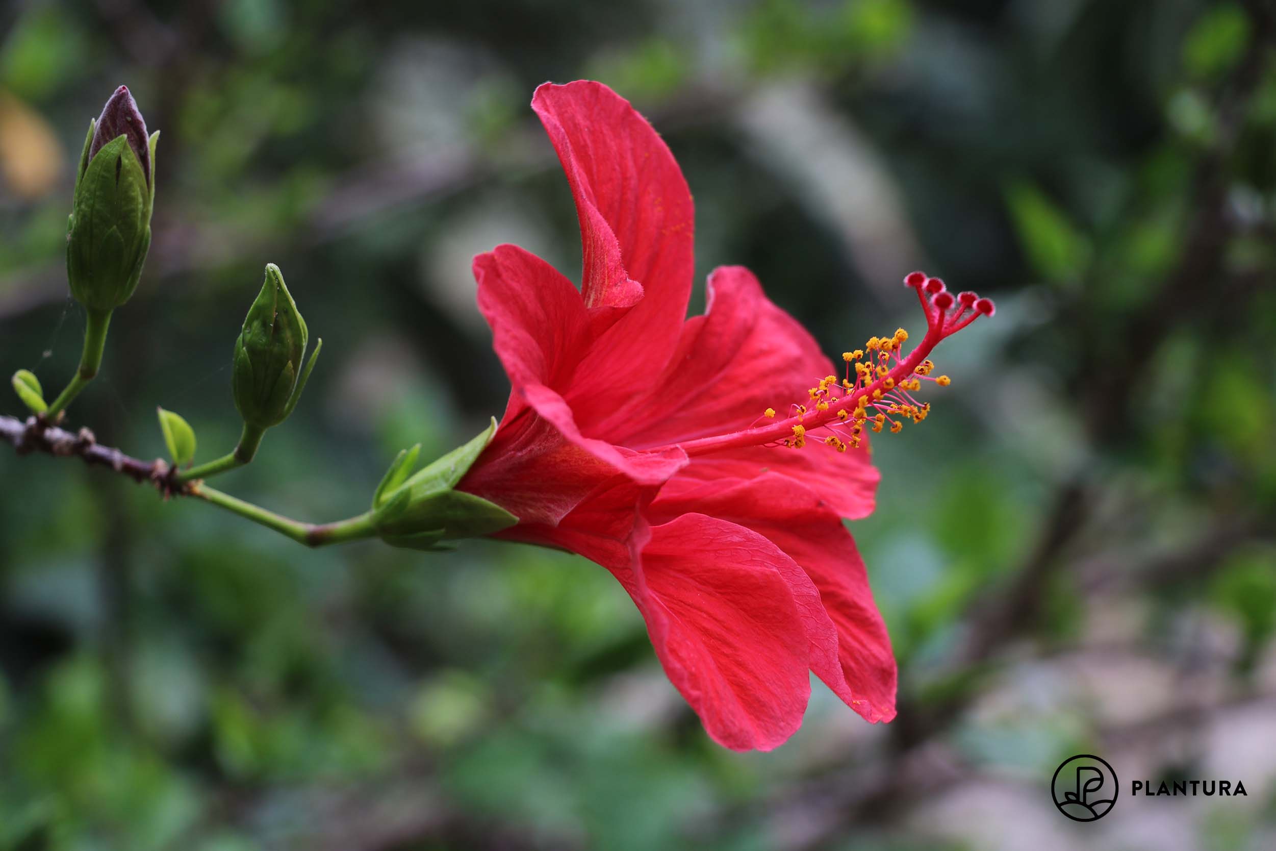 Plantura Zeitpunkt Standort, Vorgehen Hibiskus pflanzen: - &