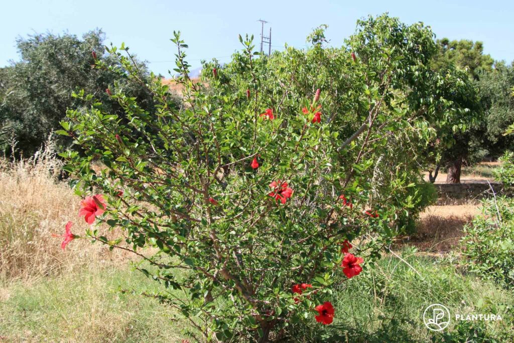 verzweigter Hibiskus