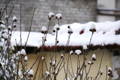Hibiskus überwintern: Pflanzzeit & idealer Standort