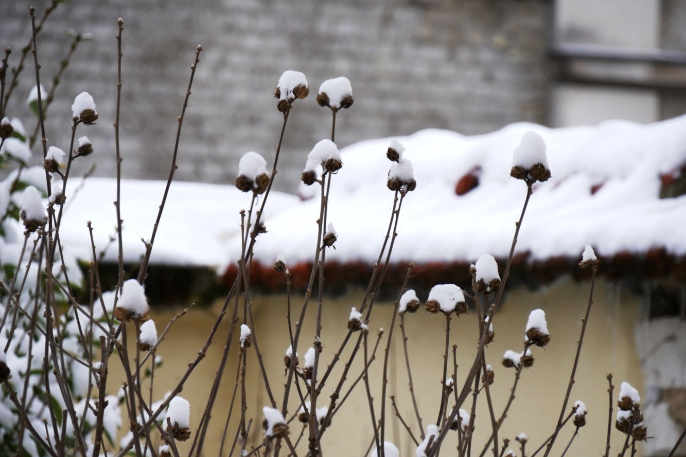 Hibiskus überwintern Pflanzzeit & Pflege im Winter