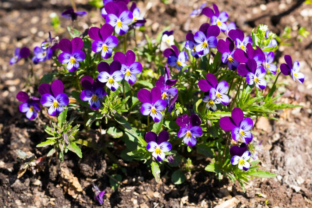 Blüte des Hornveilchens