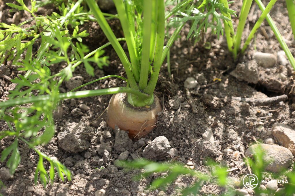 Karotten im Garten