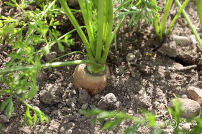 Karotten pflanzen: Aussaat, gute Nachbarn & Pflege