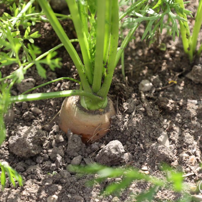 Karotten pflanzen: Aussaat, gute Nachbarn & Pflege