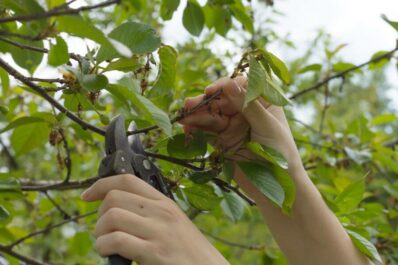 Kirschbaum schneiden: Alles zum richtigen Zeitpunkt & Schnitt