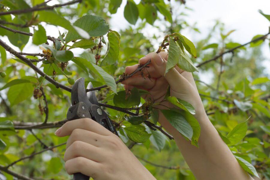 Kirschbaum wird mit Gartenschere geschnitten