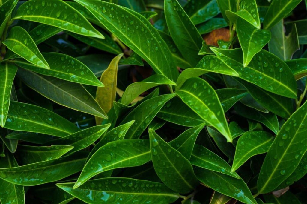 Kirschlorbeer-Blätter mit Wassertropfen