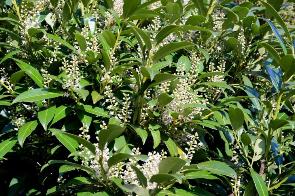 Kirschlorbeer mit weißen Blüten