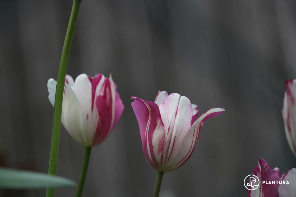 Lila-weiße Tulpen