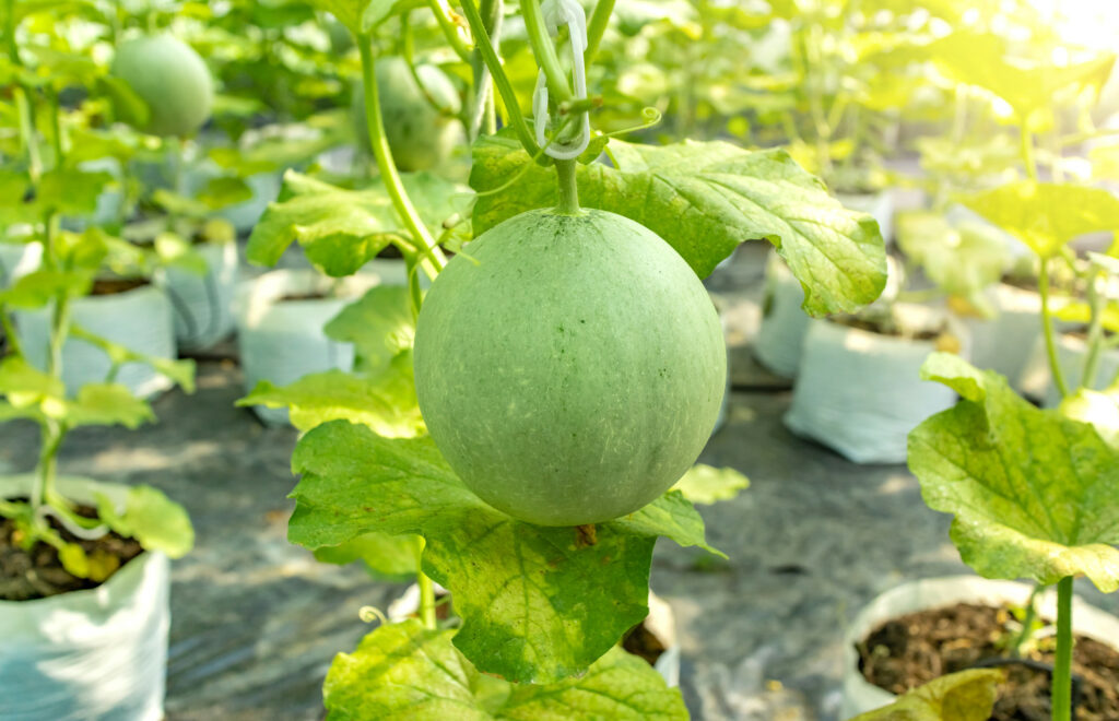 Melonen im Gewächshaus angebaut