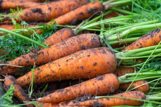 Karotte ernten, lagern & haltbar machen