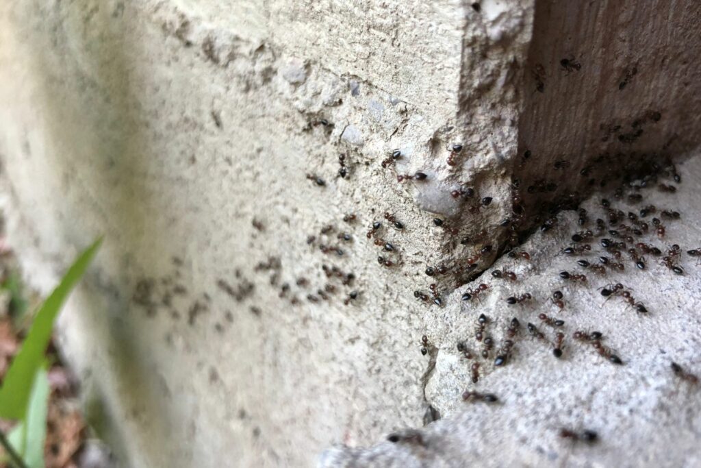 Ameisen-Straße an einer Hauswand