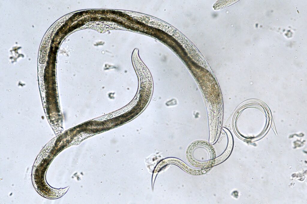 Fadenwürmer unter dem Mikroskop