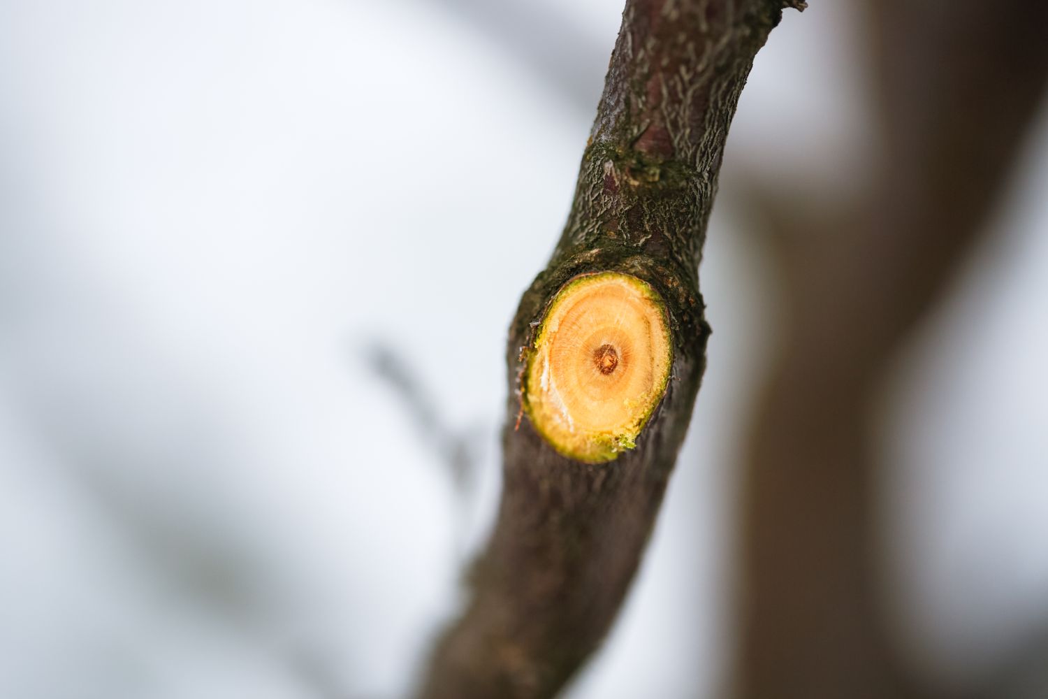 Obstbäume schneiden Wann & wie? Plantura