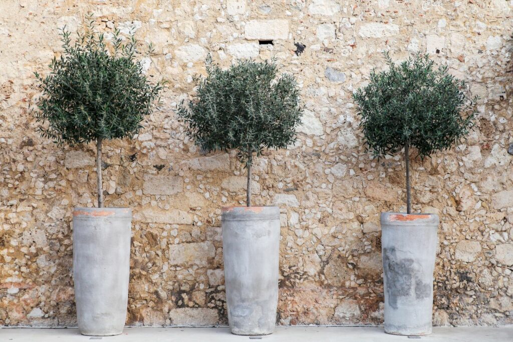 Olivenbäumchen in Terrakottatöpfen vor Hauswand