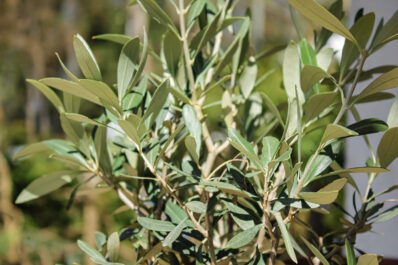 Olivenbaum: Alles zum Pflanzen, Pflegen & Überwintern