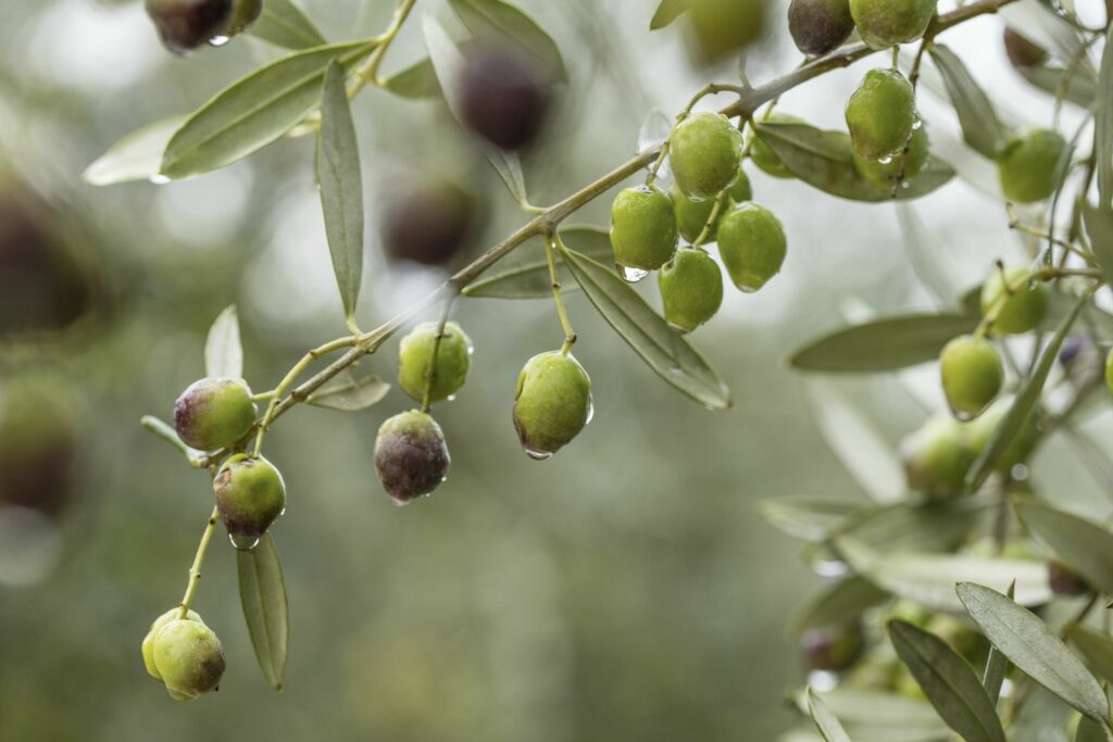 Gießen des Olivenbaums