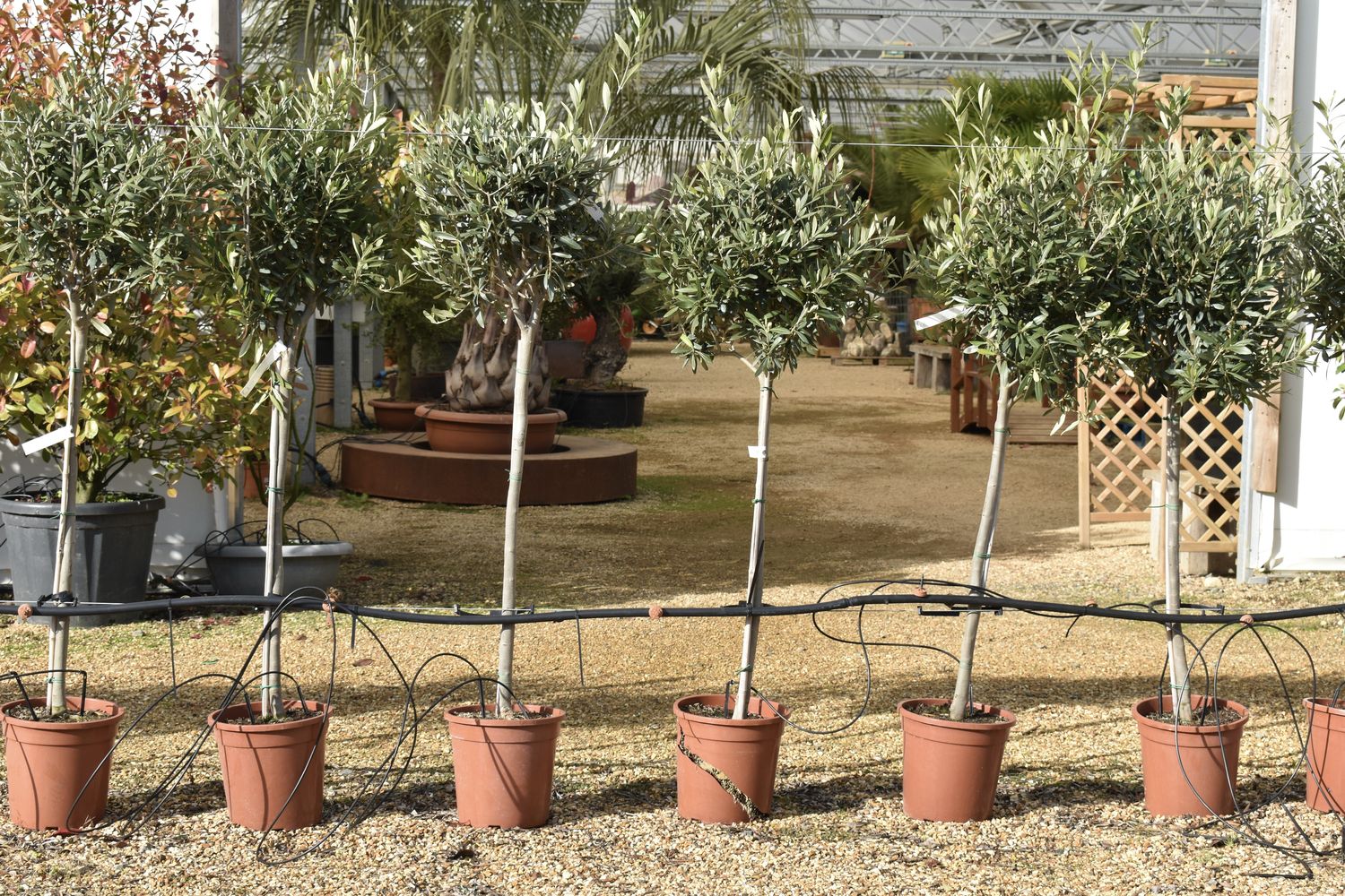 Olivenbaum Der mediterrane Baum im Garten Plantura