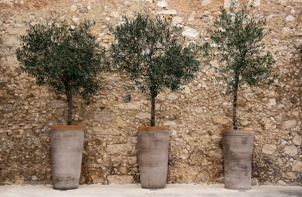 Olivenbäume im Topf