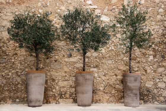 Olivenbaum überwintern: Standort & Pflege-Tipps