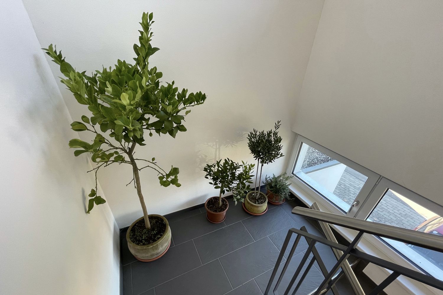 Olivenbaum überwintern Pflege im Winter Plantura