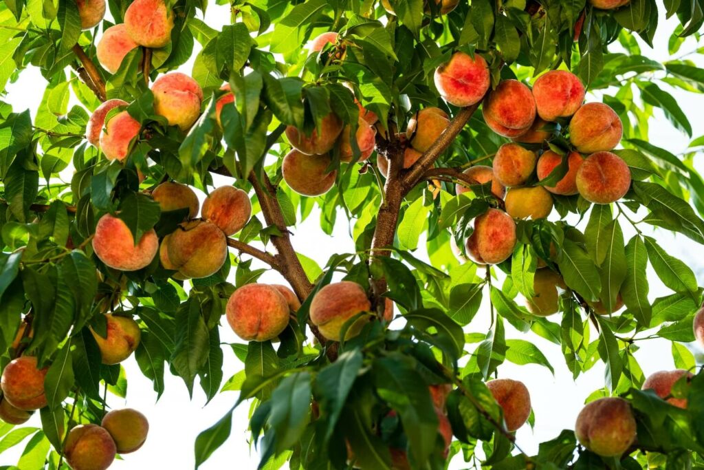 Reife Früchte am Pfirsichbaum