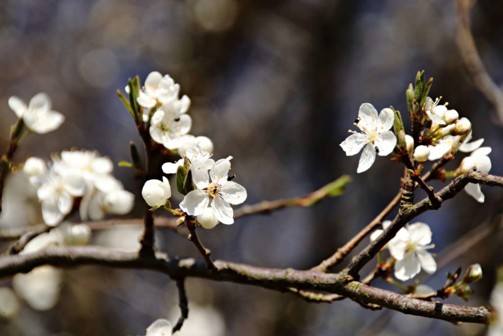 weiße Blüten an einem Pflaumenbaum