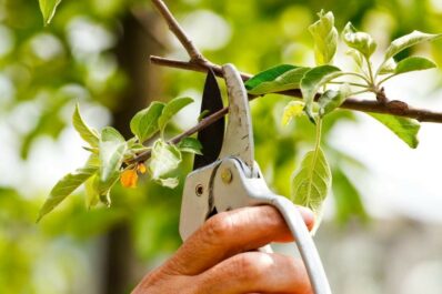 Pflaumenbaum schneiden: Tipps vom Experten