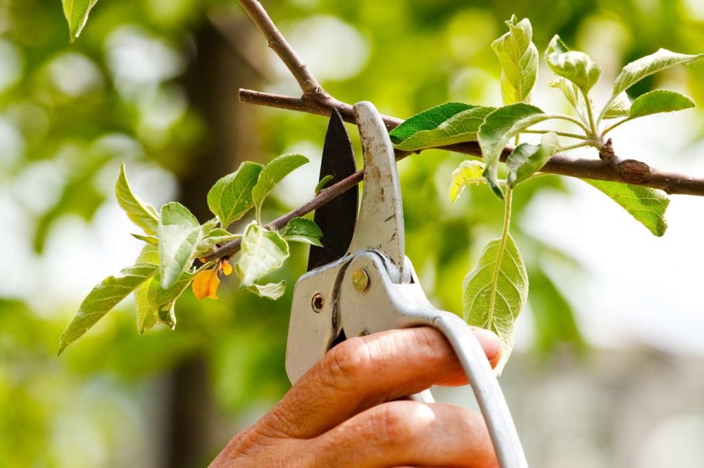 Pflaumenbaum wird im Garten geschnitten