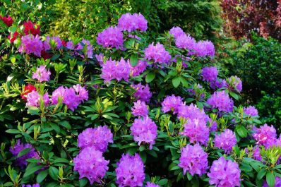Rhododendron schneiden: Wann und wie richtig schneiden?