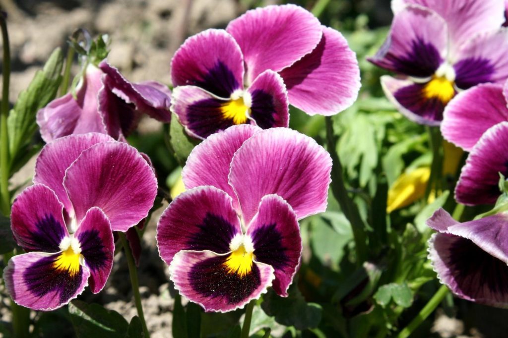 Rot-violettes Stiefmütterchen