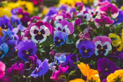 Stiefmütterchen pflanzen und im Garten zum Blühen bringen