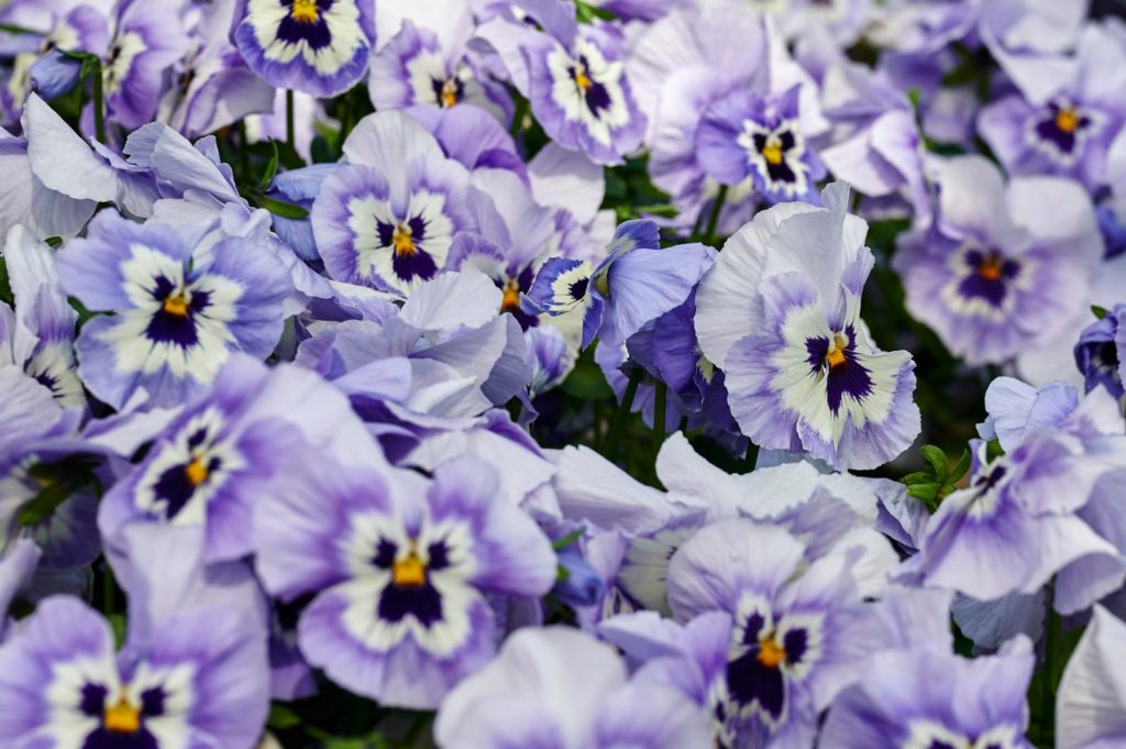 Violette,marmorierte Stiefmütterchen