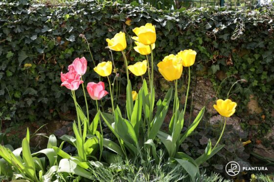 Tulpen: Giftig oder nicht?