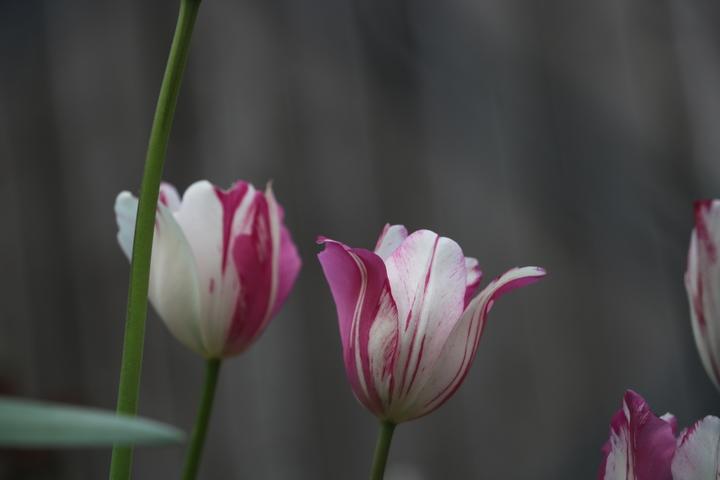 Lila-weiße Tulpen