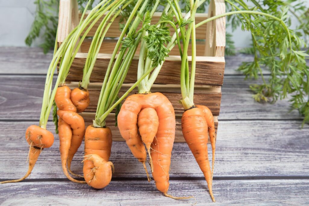 Karotten ernten &amp; lagern - Plantura