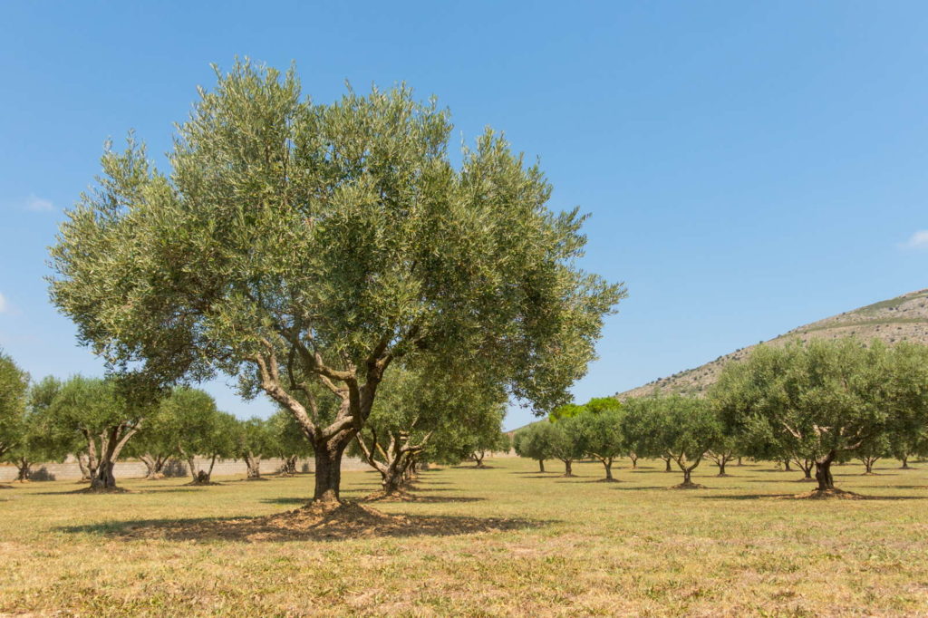 Olivenbaum Der mediterrane Baum im Garten Plantura