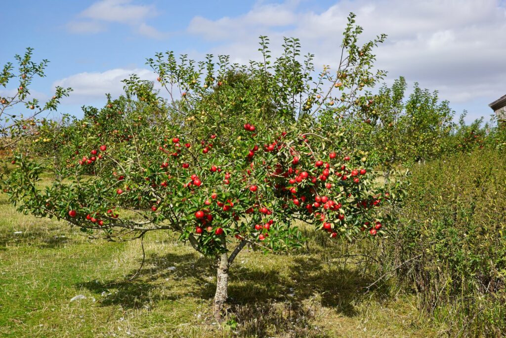 Apfelbaum mit vielen Früchten