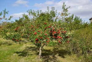 Apfelbaum