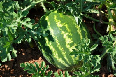 Wassermelonen ernten und lagern: Experten-Tipps