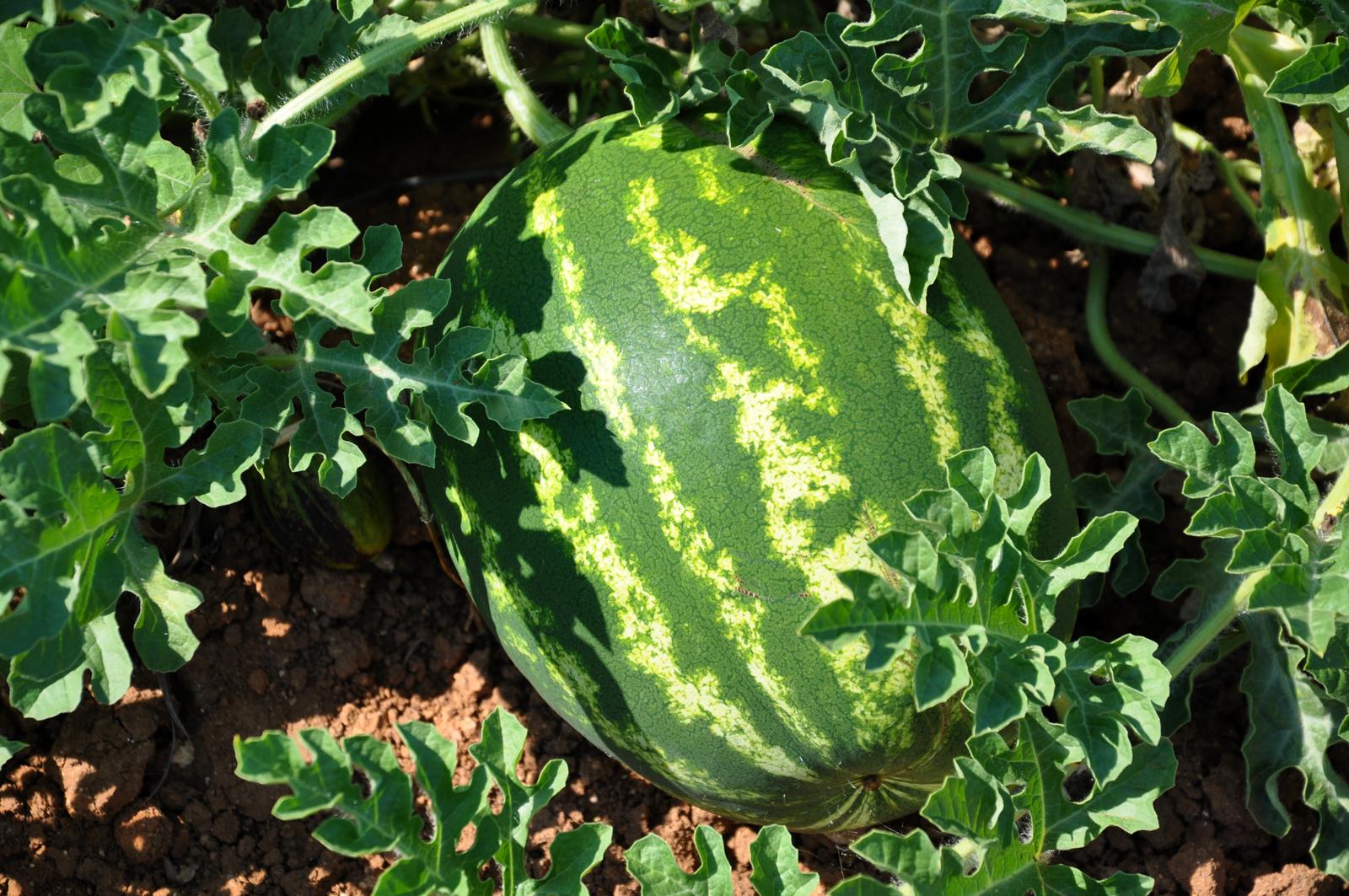 Wassermelone an Pflanze