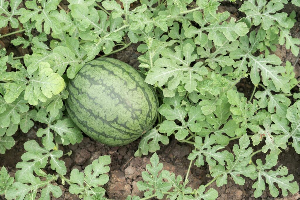 Anbau der Wassermelone