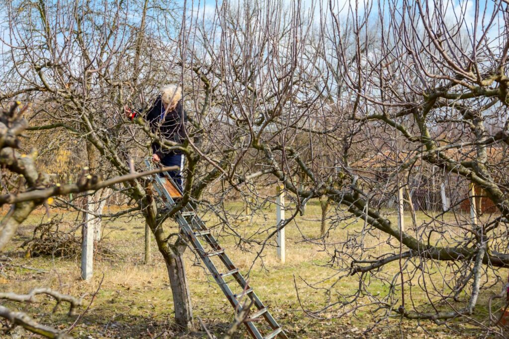 Apfelbaum schneiden: Wann & wie geht man vor? - Plantura