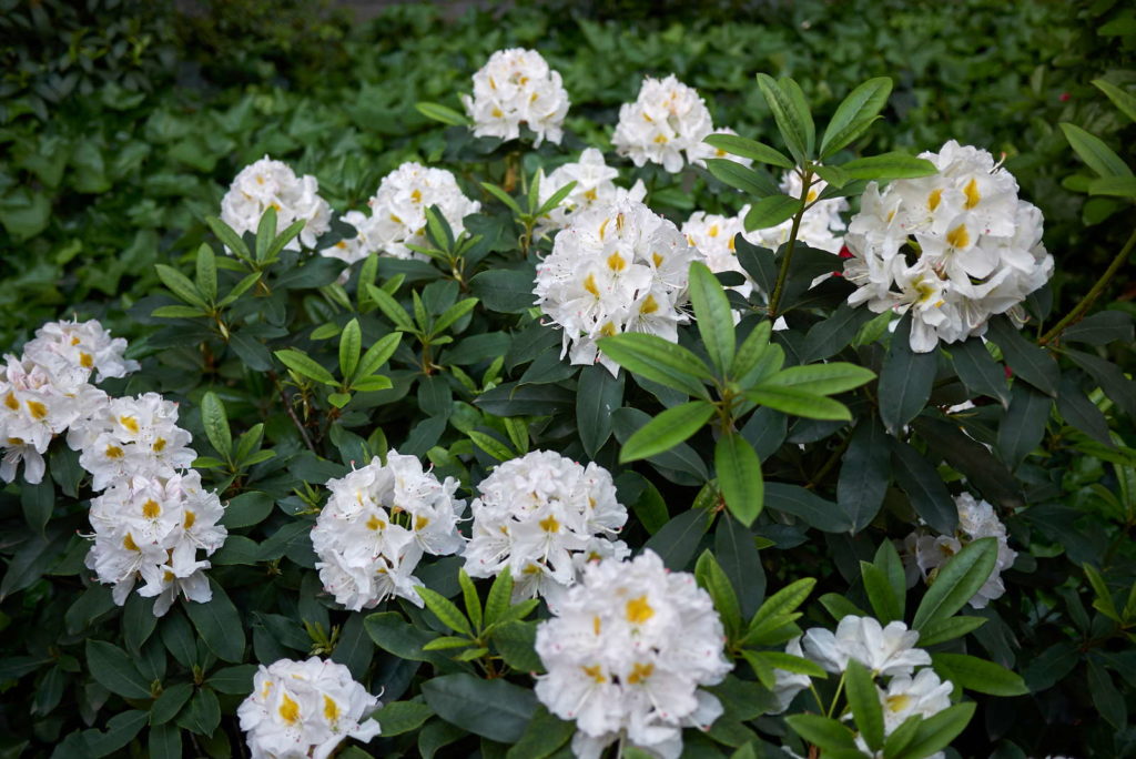 weißer Rhododendron im Garten