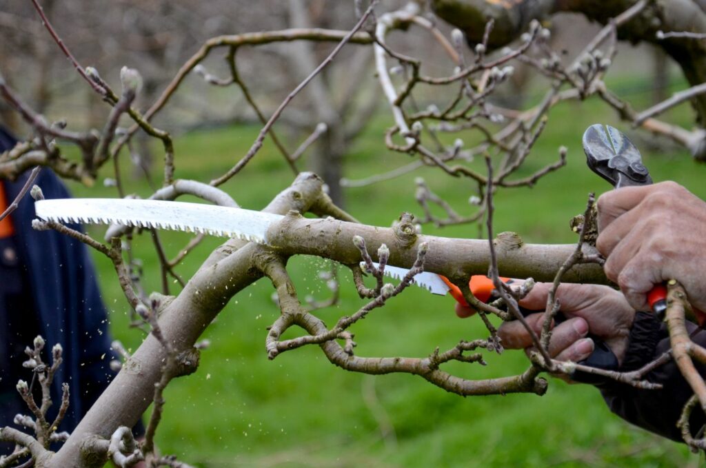Apfelbaum wird geschnitten