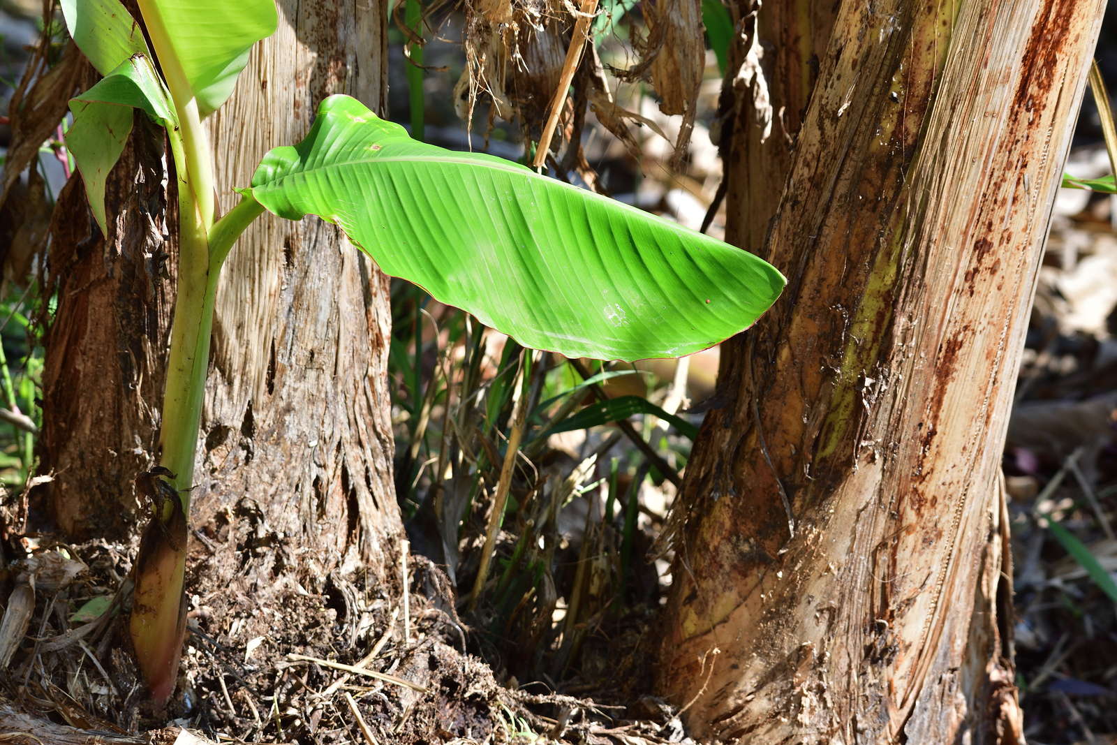 Bananenpflanze Pflanzen & Pflegen im eigenen Garten