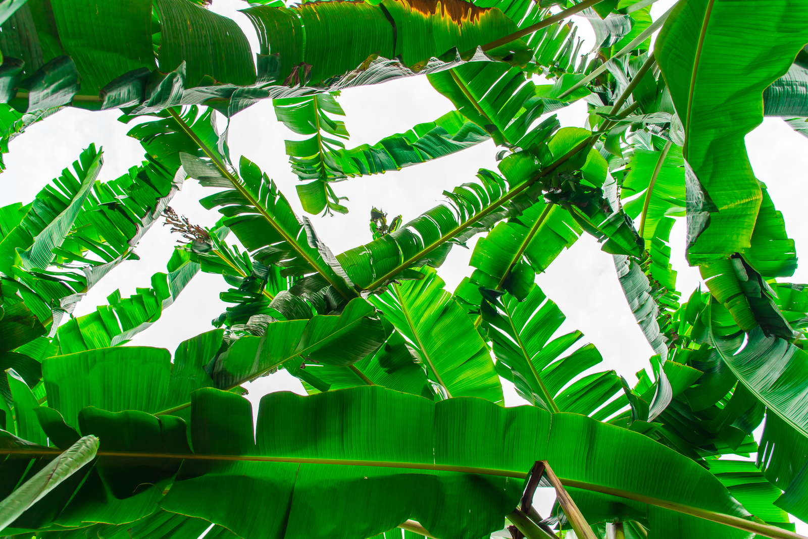 Bananenpflanze Pflanzen & Pflegen im eigenen Garten