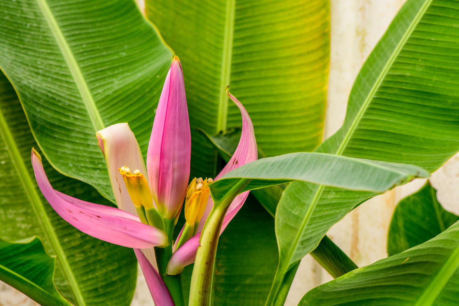Bananenpflanze Pflanzen & Pflegen im eigenen Garten