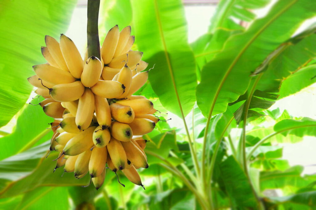 Bananen Bananenpflanze